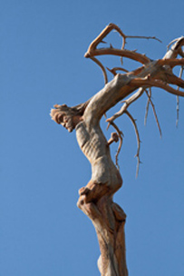 jesus tree